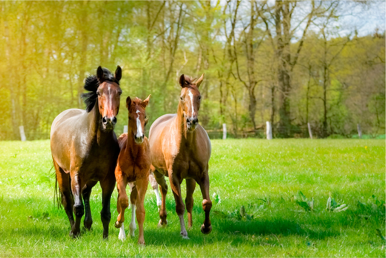 Horses Frolic Happily In a Sun-Drenched Paddock Home Decor Premium Quality Poster Print Choose Your Sizes - Bella Home Decor