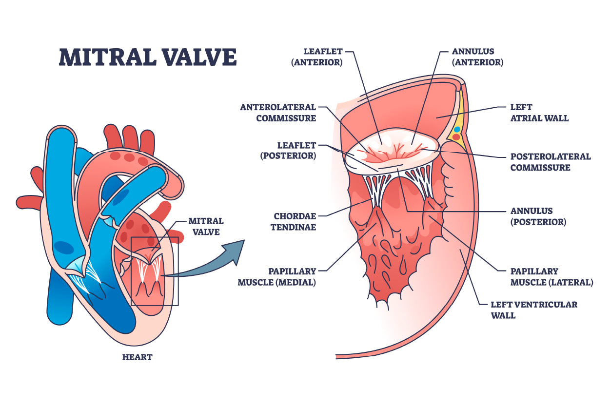 Mitral Valve Structure Home Decor Premium Quality Poster Print Choose Your Sizes - Bella Home Decor