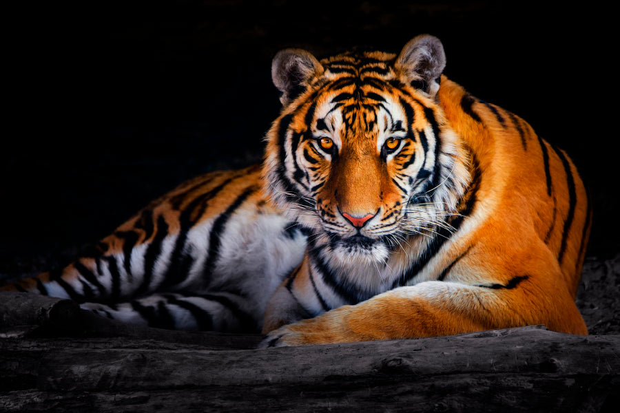 Closeup Of Siberian Tiger Home Decor Premium Quality Poster Print Choose Your Sizes - Bella Home Decor