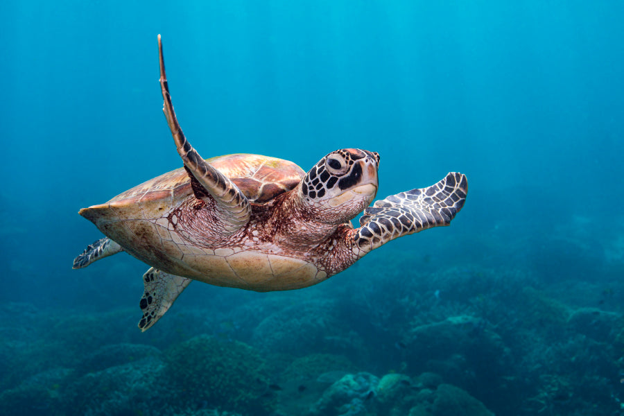 Turtle Swimming in The Ocean Acrylic Glass Print Tempered Glass Wall Art 100% Made in Australia Ready to Hang - Bella Home Decor