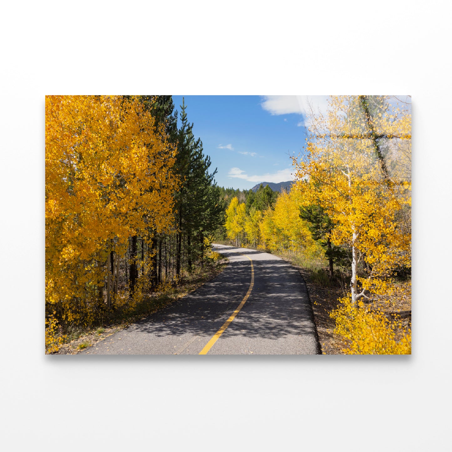 Yellow Aspens Trees in Colorado Acrylic Glass Print Tempered Glass Wall Art 100% Made in Australia Ready to Hang - Bella Home Decor