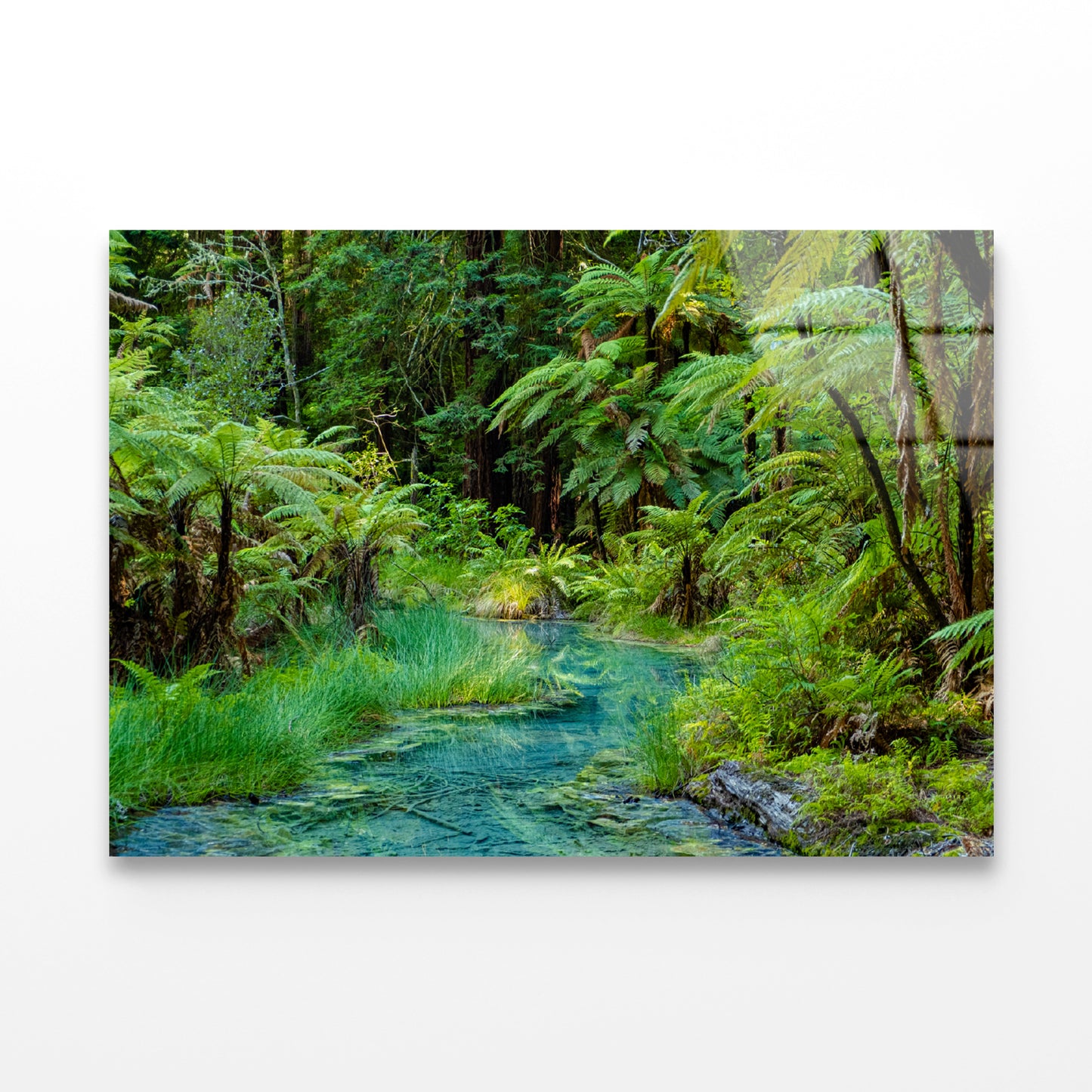 River in Whakarewarewa Forest Acrylic Glass Print Tempered Glass Wall Art 100% Made in Australia Ready to Hang - Bella Home Decor