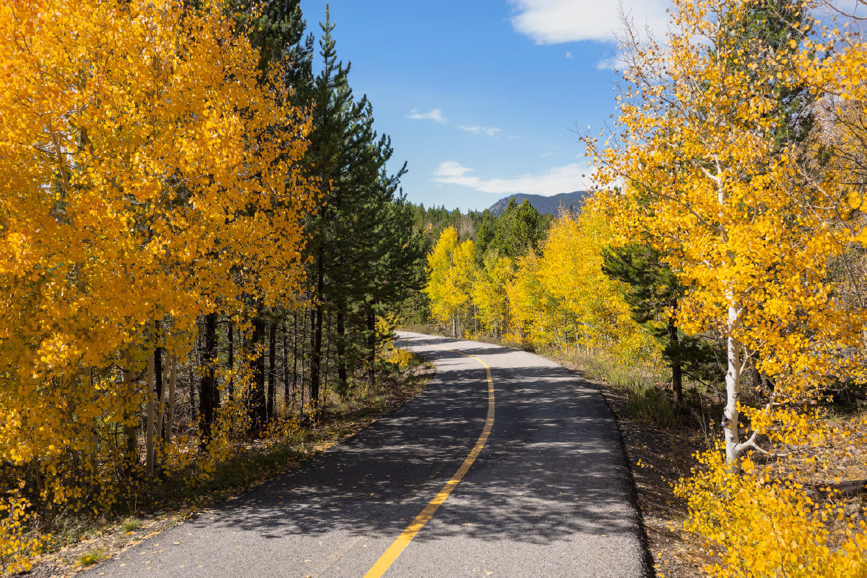 Yellow Aspens Trees in Colorado Print 100% Australian Made - Bella Home Decor