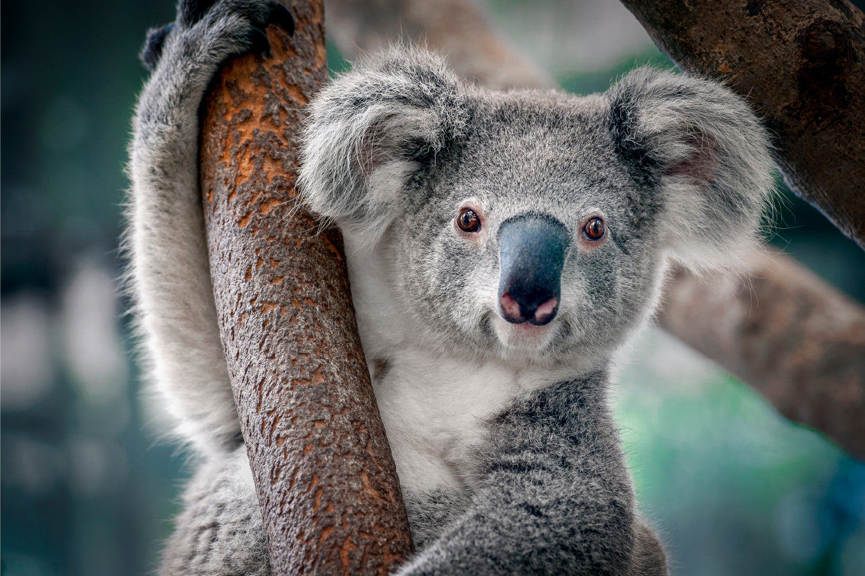 Fluffy Gray Koala Bear on Tree Branch Wall Art Decor 100% Australian Made