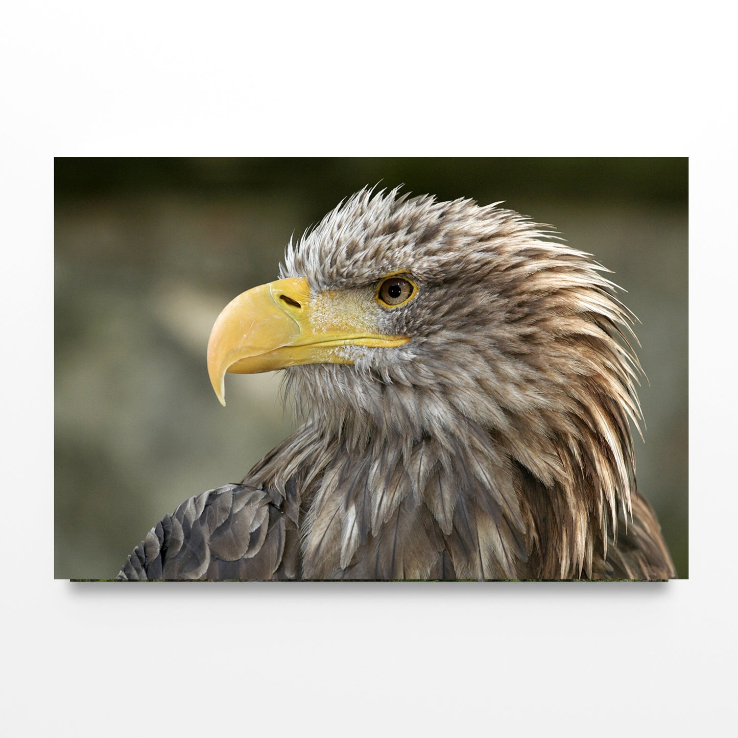 White-Tailed Eagle Close-Up Portrait Wall Art Decor 100% Australian Made - Bella Home Decor