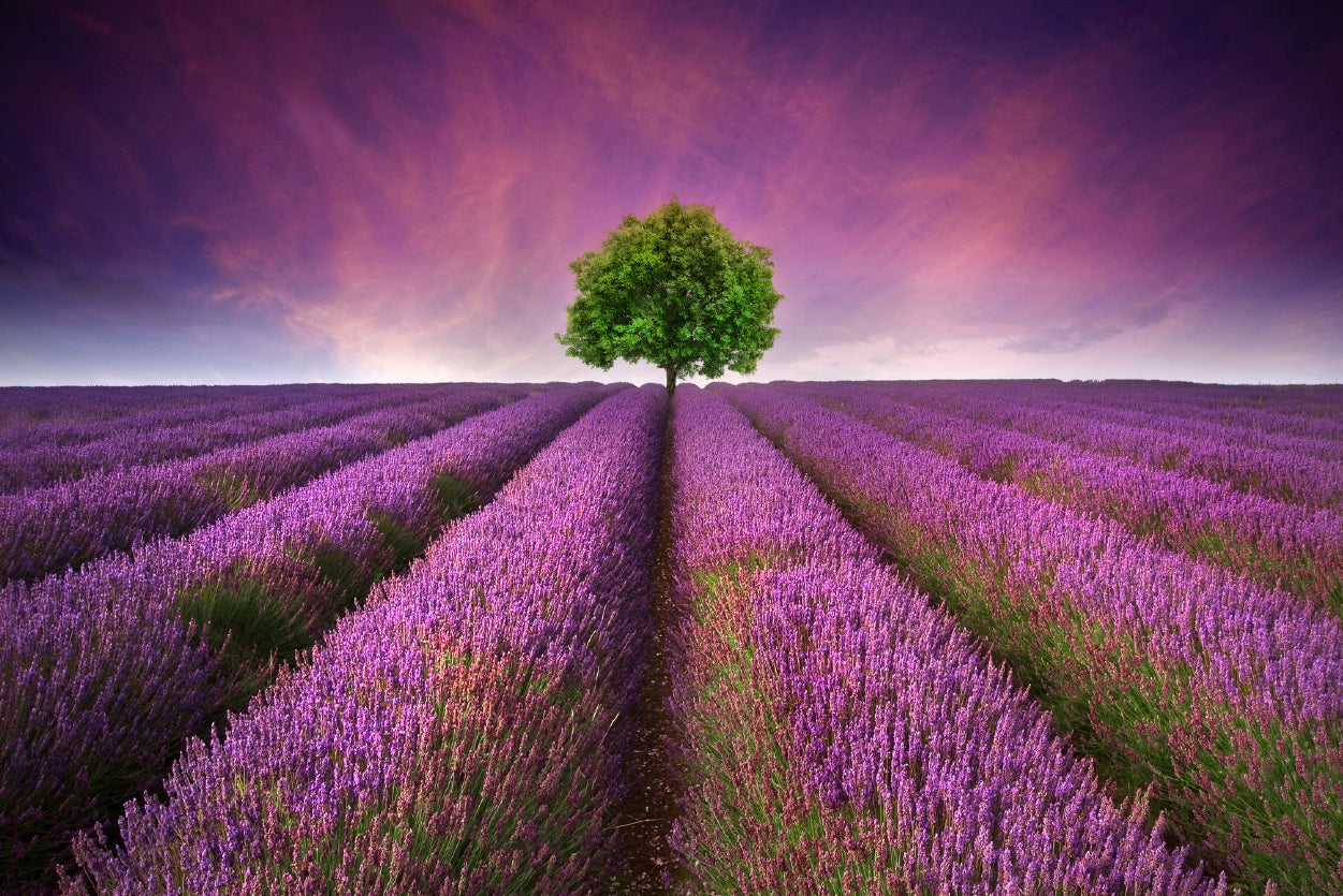 Stunning Lavender Field Sunset with Single Tree Home Decor Premium Quality Poster Print Choose Your Sizes - Bella Home Decor