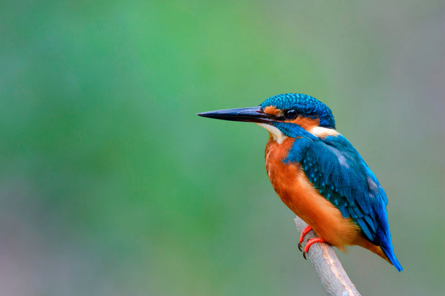 Beautiful Bird in Nature Common Kingfisher Home Decor Premium Quality Poster Print Choose Your Sizes - Bella Home Decor
