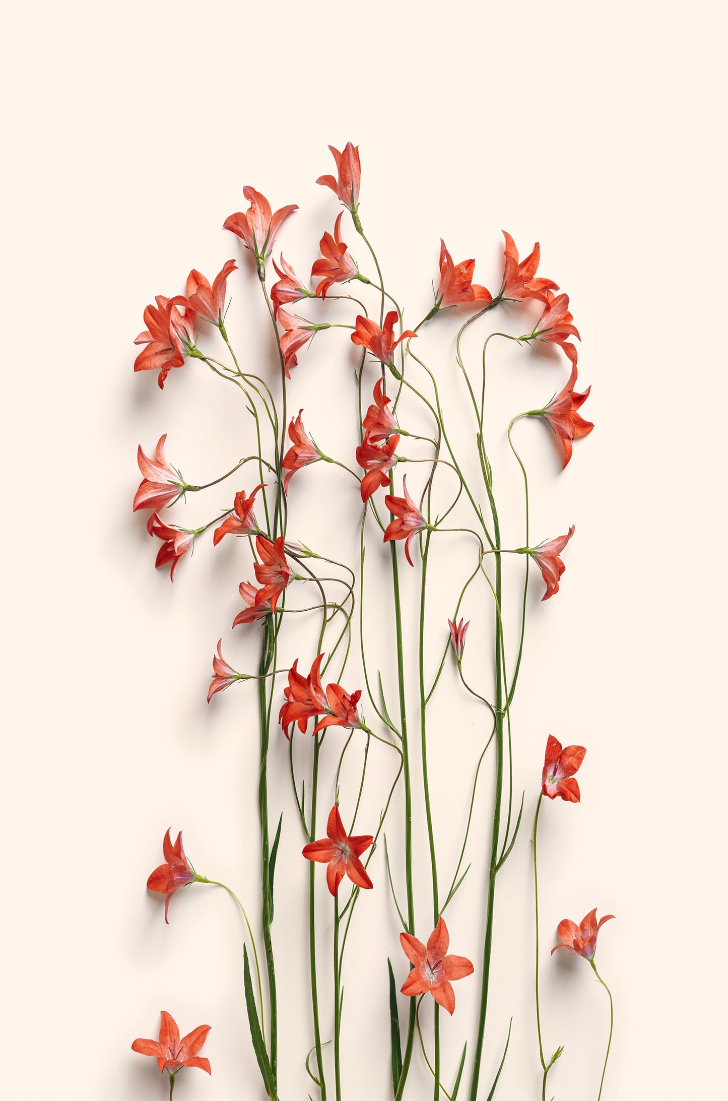 Orange Wildflowers Bouquet 60x90cm Metal Print Ready to Hang