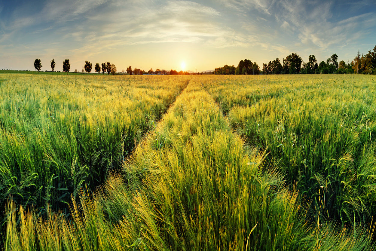 Wheat Field, Sunset & Trees Home Decor Premium Quality Poster Print Choose Your Sizes - Bella Home Decor