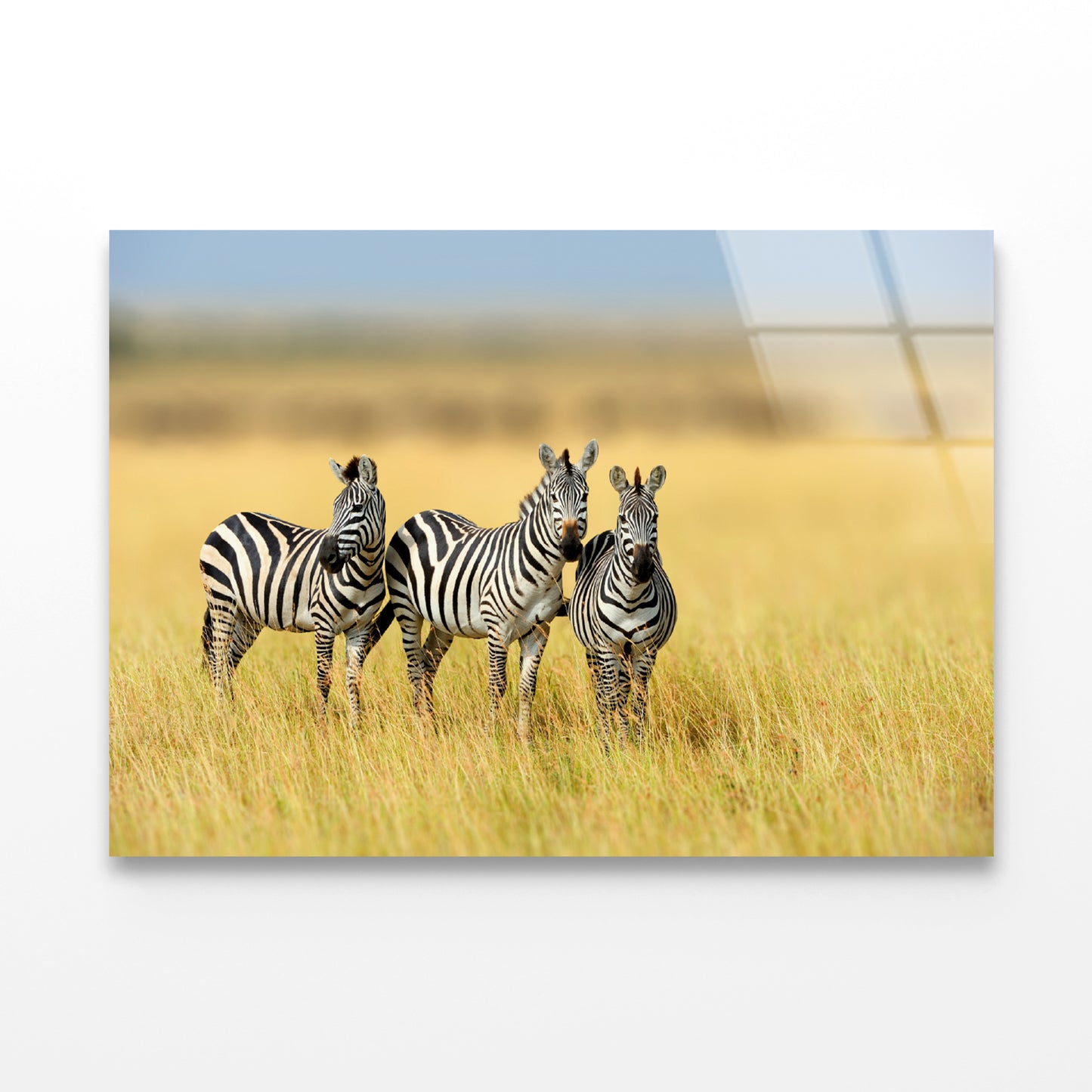 Herd of Zebras on Long Grass Land Acrylic Glass Print Tempered Glass Wall Art 100% Made in Australia Ready to Hang - Bella Home Decor