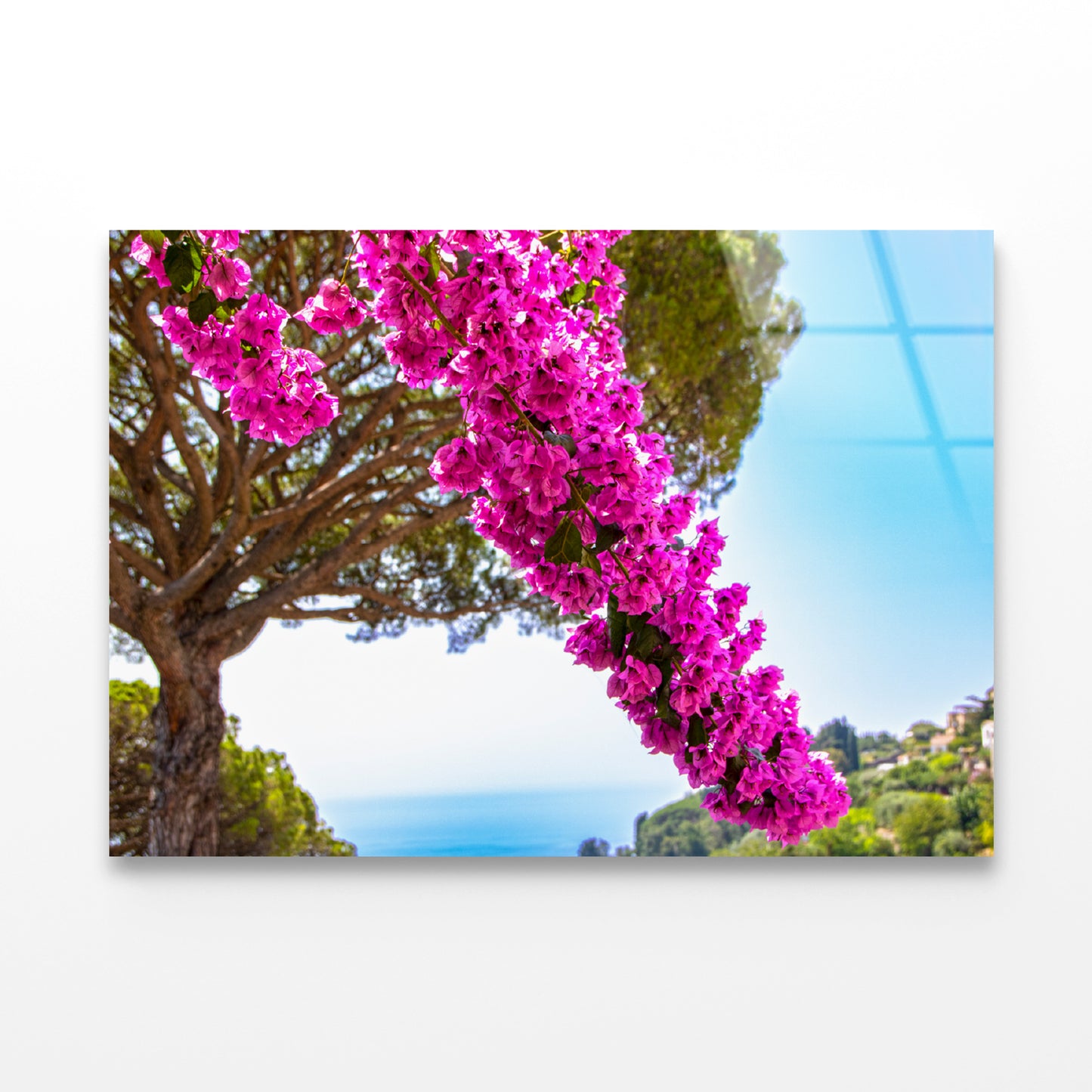 Branch Of Bougainvillea Flowers Acrylic Glass Print Tempered Glass Wall Art 100% Made in Australia Ready to Hang - Bella Home Decor
