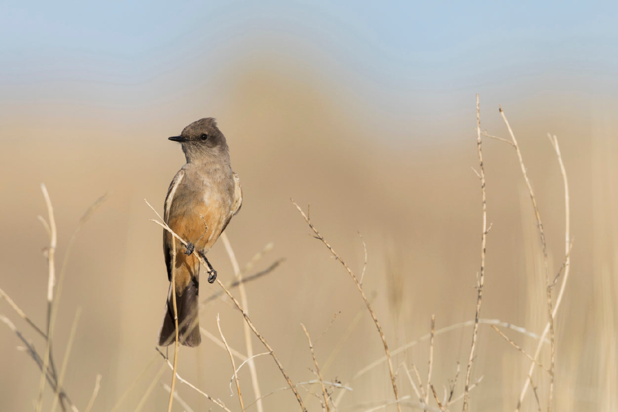 A Bird Perched On a Branch Close-up View Home Decor Premium Quality Poster Print Choose Your Sizes - Bella Home Decor