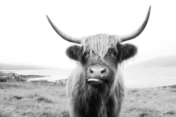 Highland Cow Black & White Landscape 90x60cm Print 100% Australian Made - Bella Home Decor