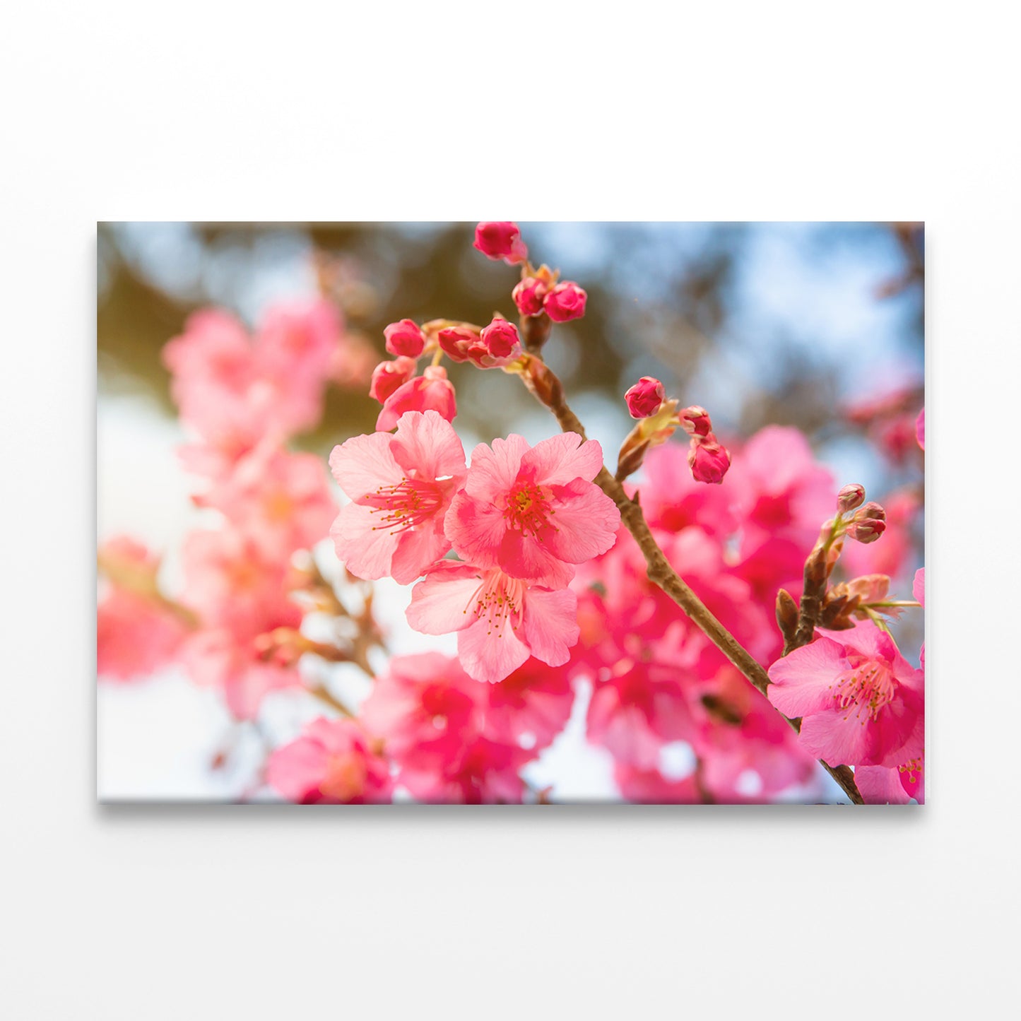 Cherry Blossom on Doi Angkhang, Thailand Wall Art Decor 100% Australian Made - Bella Home Decor