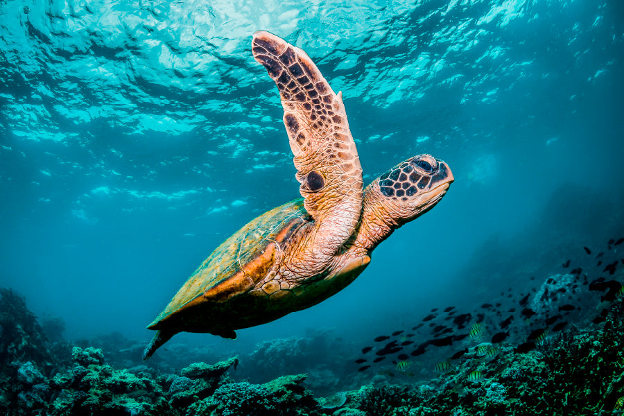 Graceful Swimming Sea Turtle Wall Art Decor 100% Australian Made - Bella Home Decor