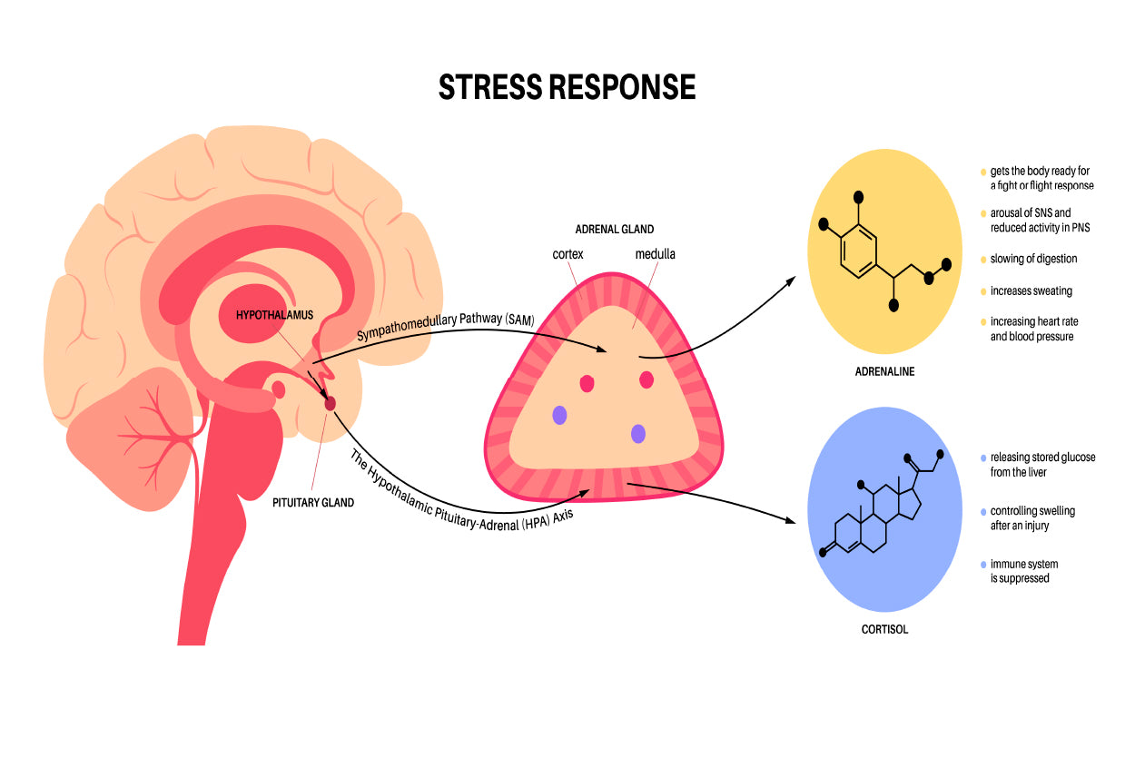Stress Response System Home Decor Premium Quality Poster Print Choose Your Sizes - Bella Home Decor