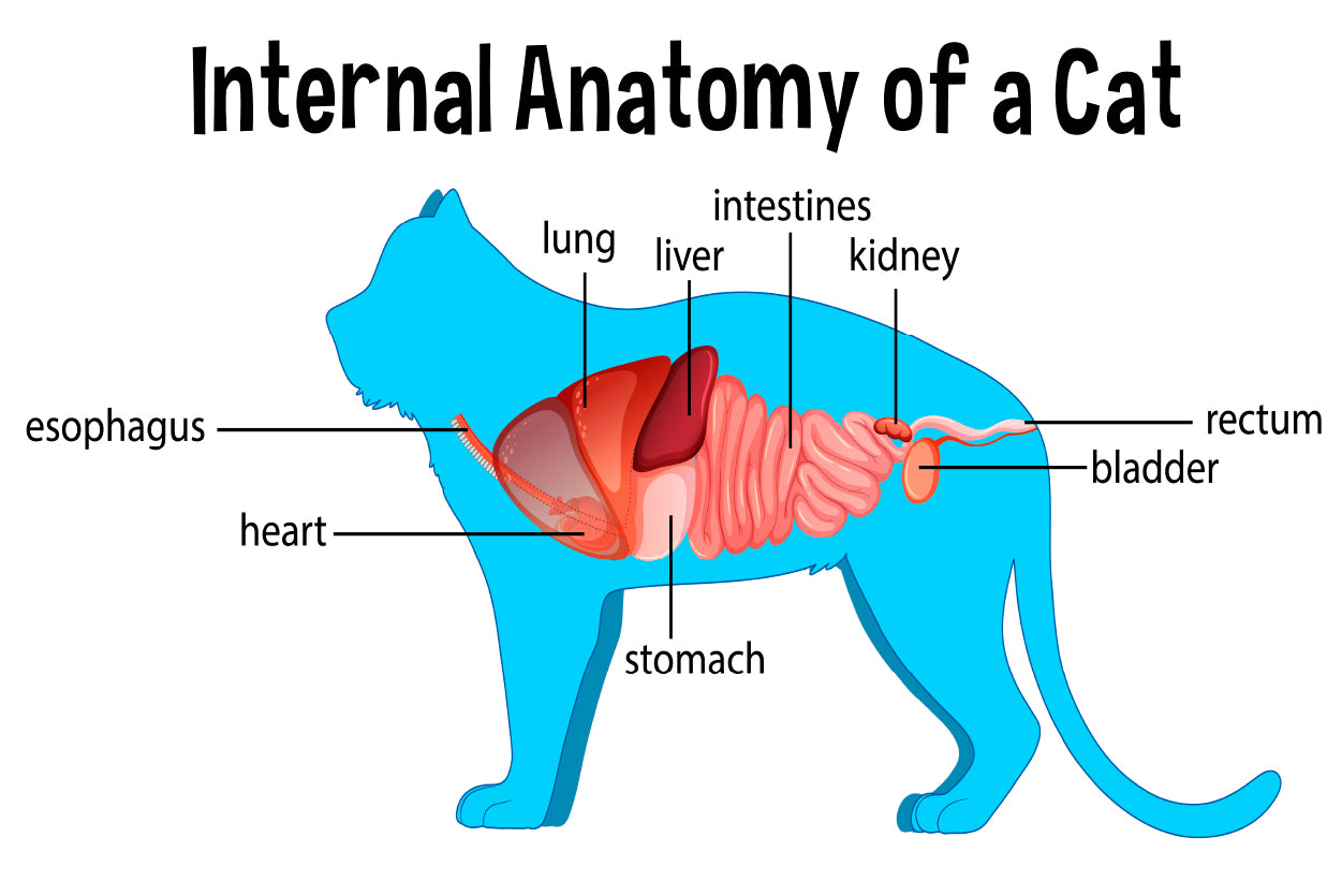 Anatomy Of a Domestic Cat Illustration Home Decor Premium Quality Poster Print Choose Your Sizes - Bella Home Decor