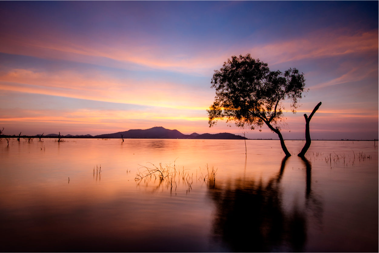 Tree and Lake in the Morning Home Decor Premium Quality Poster Print Choose Your Sizes - Bella Home Decor