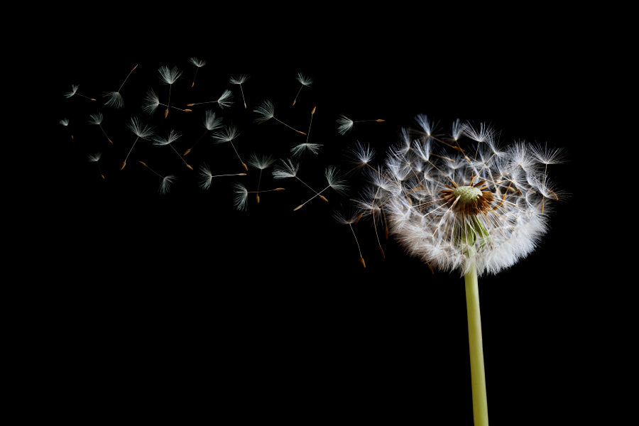 Dandelion Blowing in The Wind with A Black Wall Art Decor 100% Australian Made - Bella Home Decor