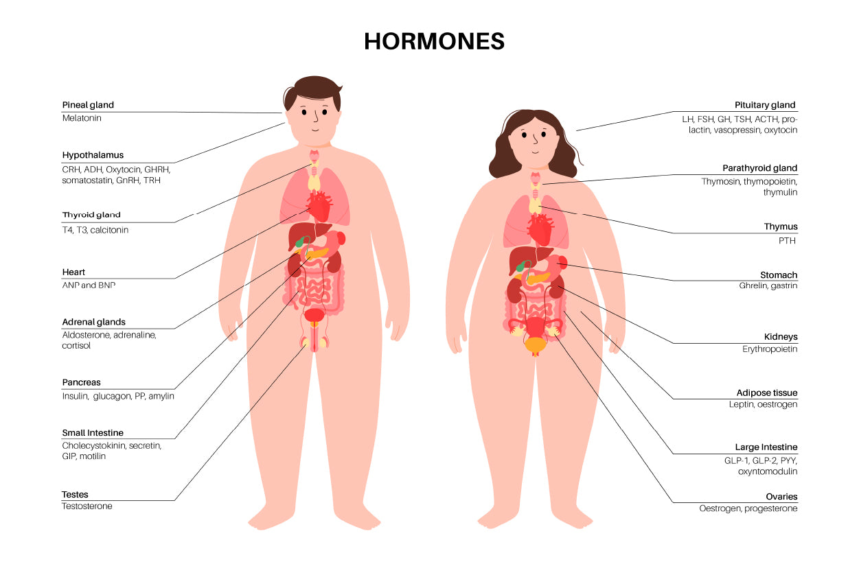 Hormones In Human Body Illustration Home Decor Premium Quality Poster Print Choose Your Sizes - Bella Home Decor