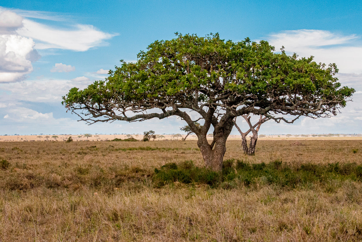 Close-up of a Tree in Tanzania Home Decor Premium Quality Poster Print Choose Your Sizes - Bella Home Decor
