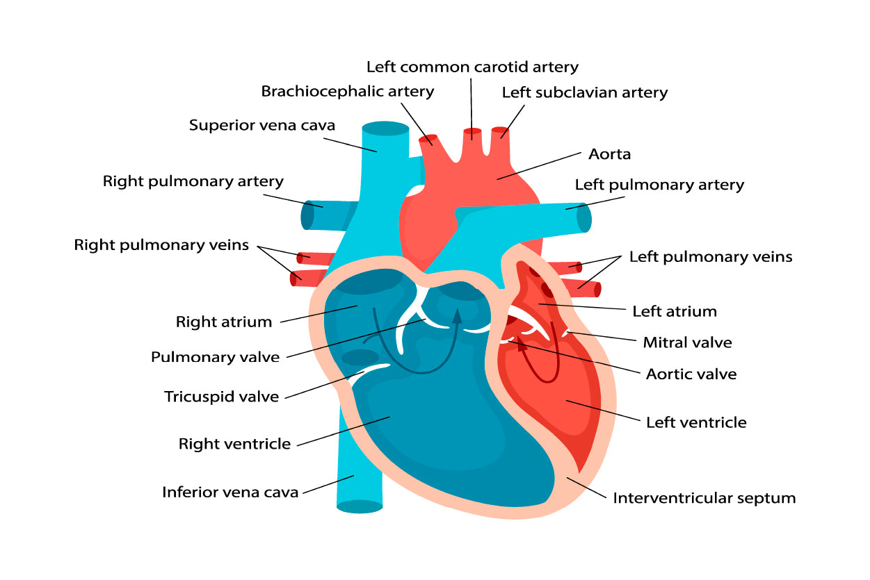 Heart Anatomy Close-Up with Descriptions Home Decor Premium Quality Poster Print Choose Your Sizes - Bella Home Decor