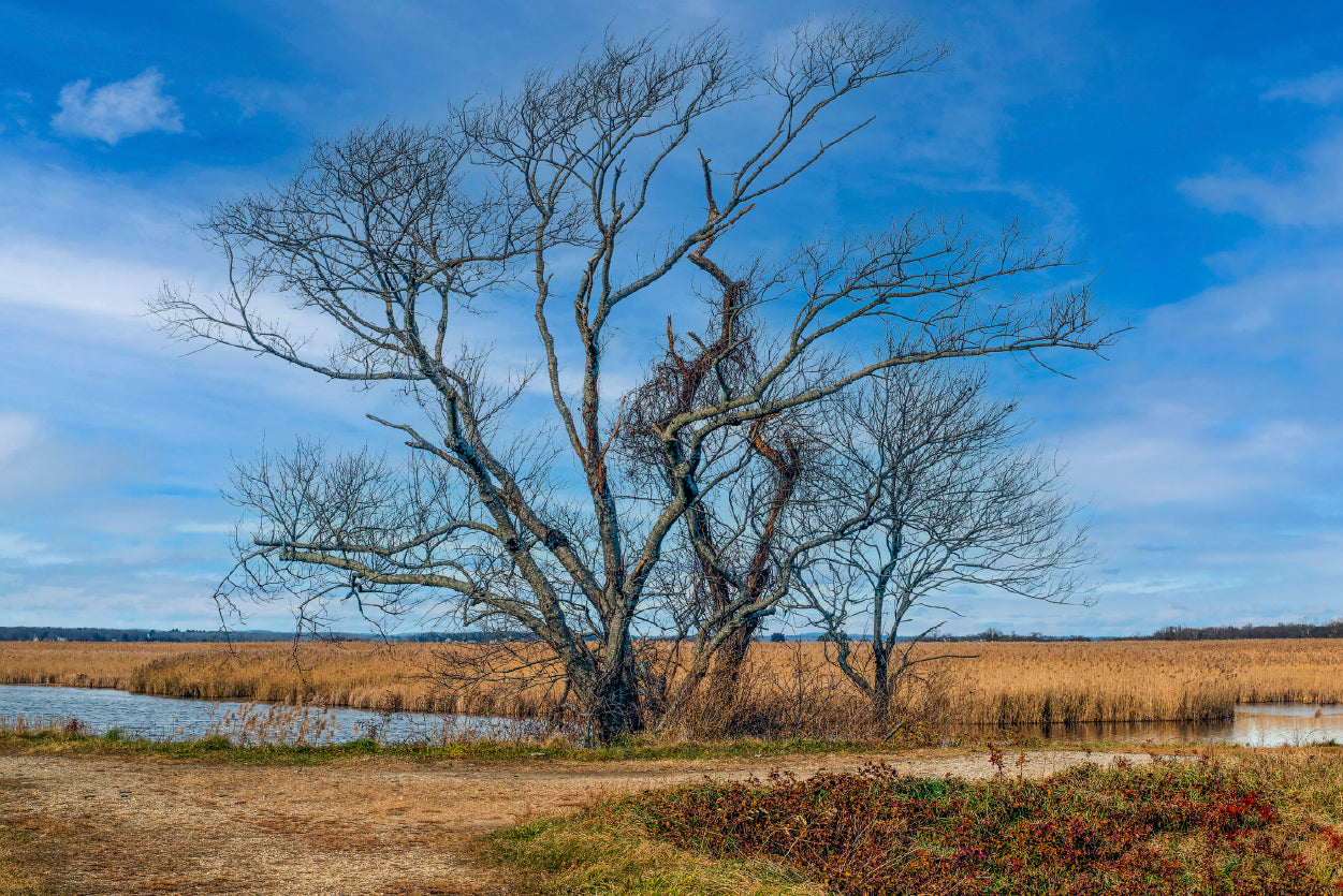A Couple of Trees Grows In a Field Home Decor Premium Quality Poster Print Choose Your Sizes - Bella Home Decor
