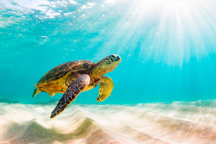 Turtle Swimming in The Ocean with Sun Shining Home Decor Premium Quality Poster Print Choose Your Sizes - Bella Home Decor