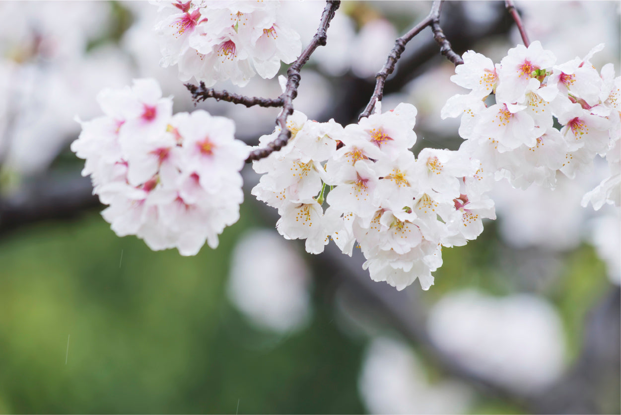 Pink Cherry Blossom Branch Japan Wall Art Decor 100% Australian Made