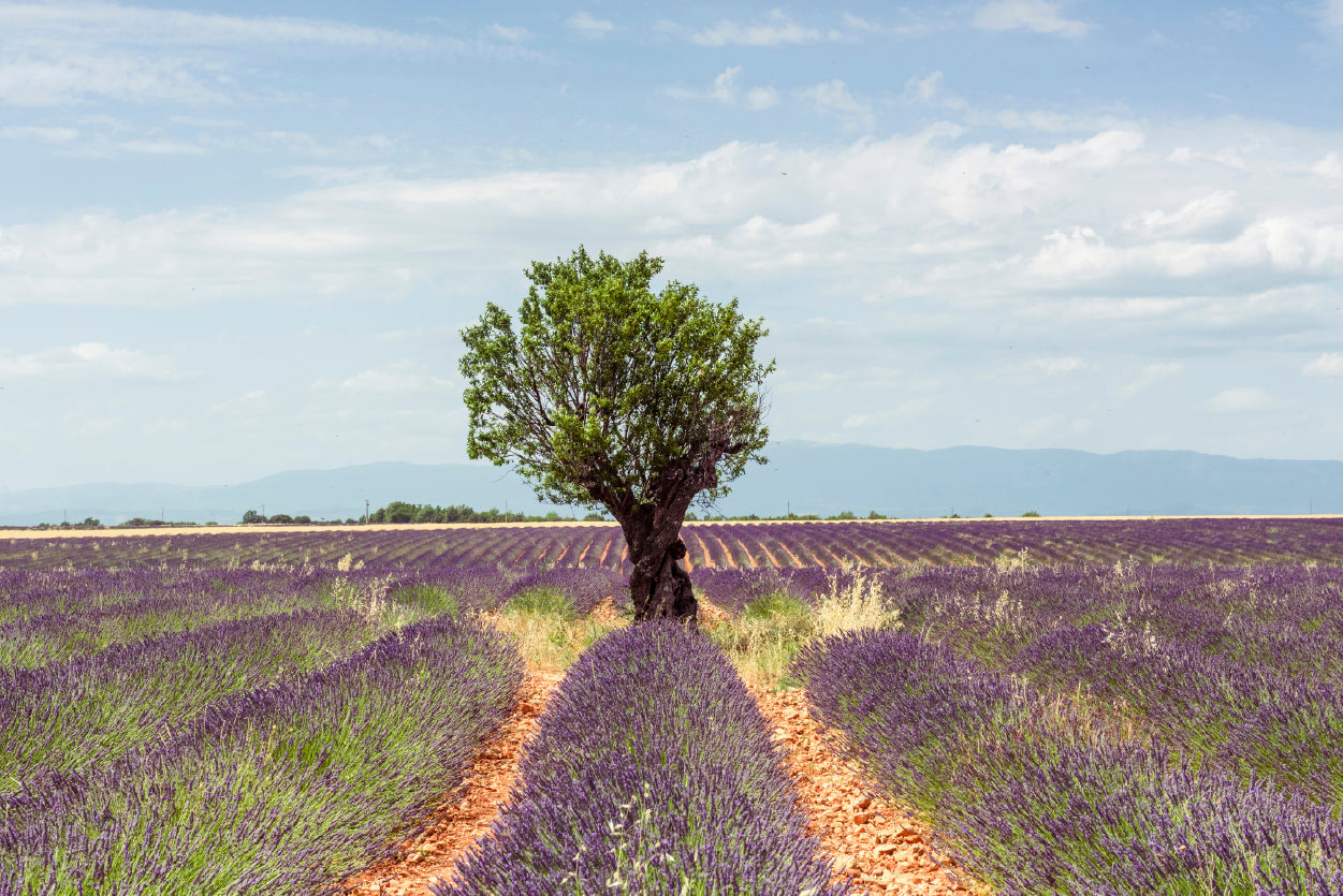 Lavender Row Leading To an Almond Tree Home Decor Premium Quality Poster Print Choose Your Sizes - Bella Home Decor
