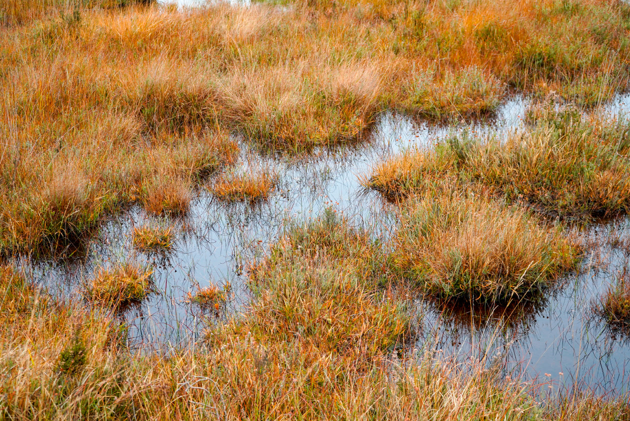 Waterlogged Grassland in the summer Home Decor Premium Quality Poster Print Choose Your Sizes - Bella Home Decor