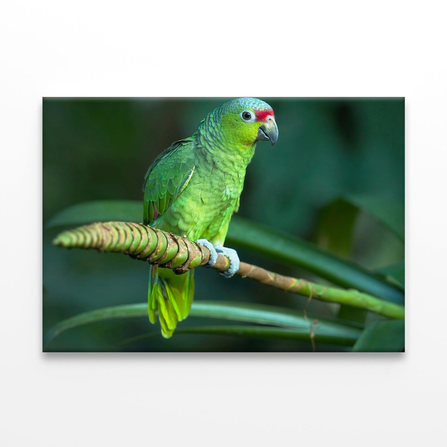 Red-Lored Amazon Parrot Costa Rica Wall Art Decor 100% Australian Made - Bella Home Decor