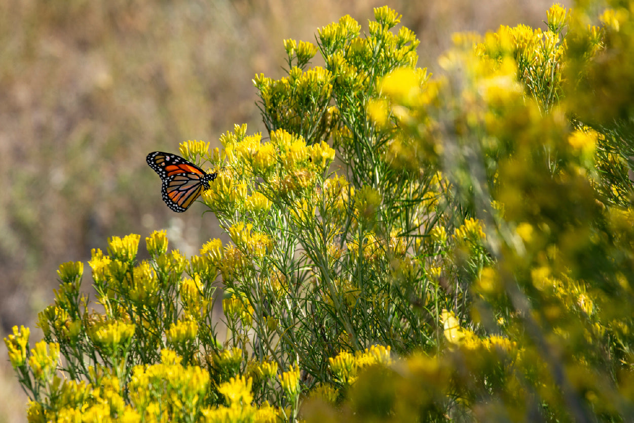 View of a Monarch Butterfly Resting On a Plant Home Decor Premium Quality Poster Print Choose Your Sizes - Bella Home Decor