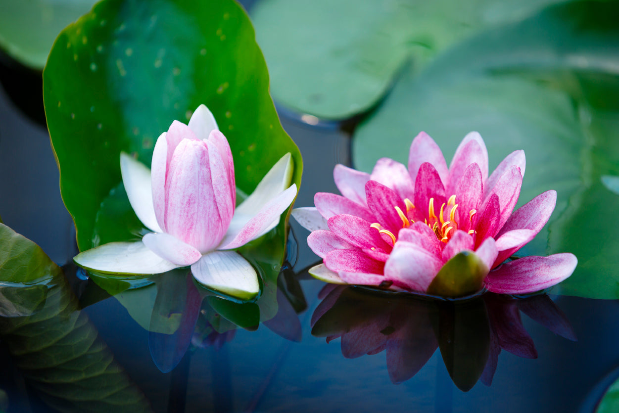 A Group of Pink Flowers Blooming On a Lily Pad Home Decor Premium Quality Poster Print Choose Your Sizes - Bella Home Decor