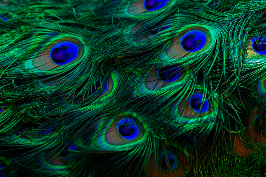 Beautiful Peacock's Feathers Closeup Wall Art Decor 100% Australian Made - Bella Home Decor