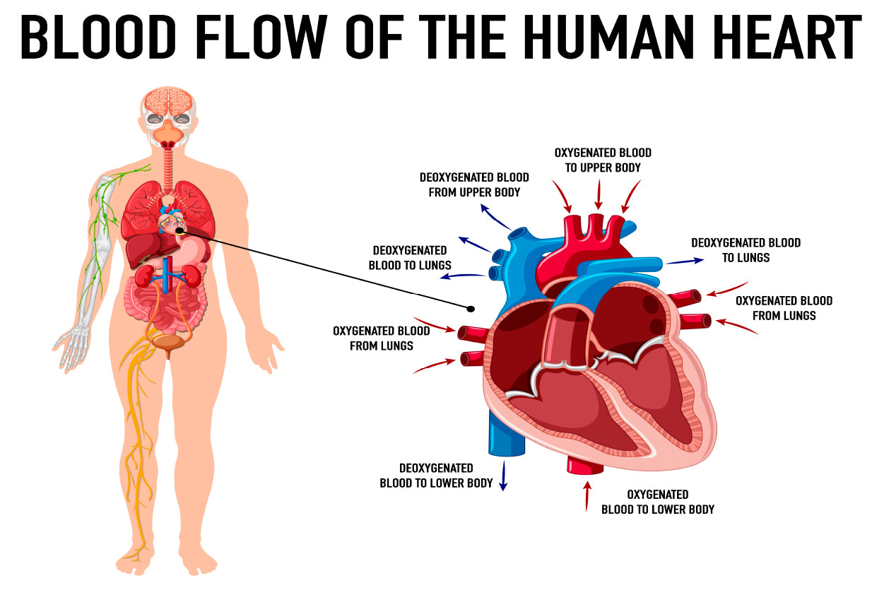 Blood Flow of Human Heart Illustration Home Decor Premium Quality Poster Print Choose Your Sizes - Bella Home Decor