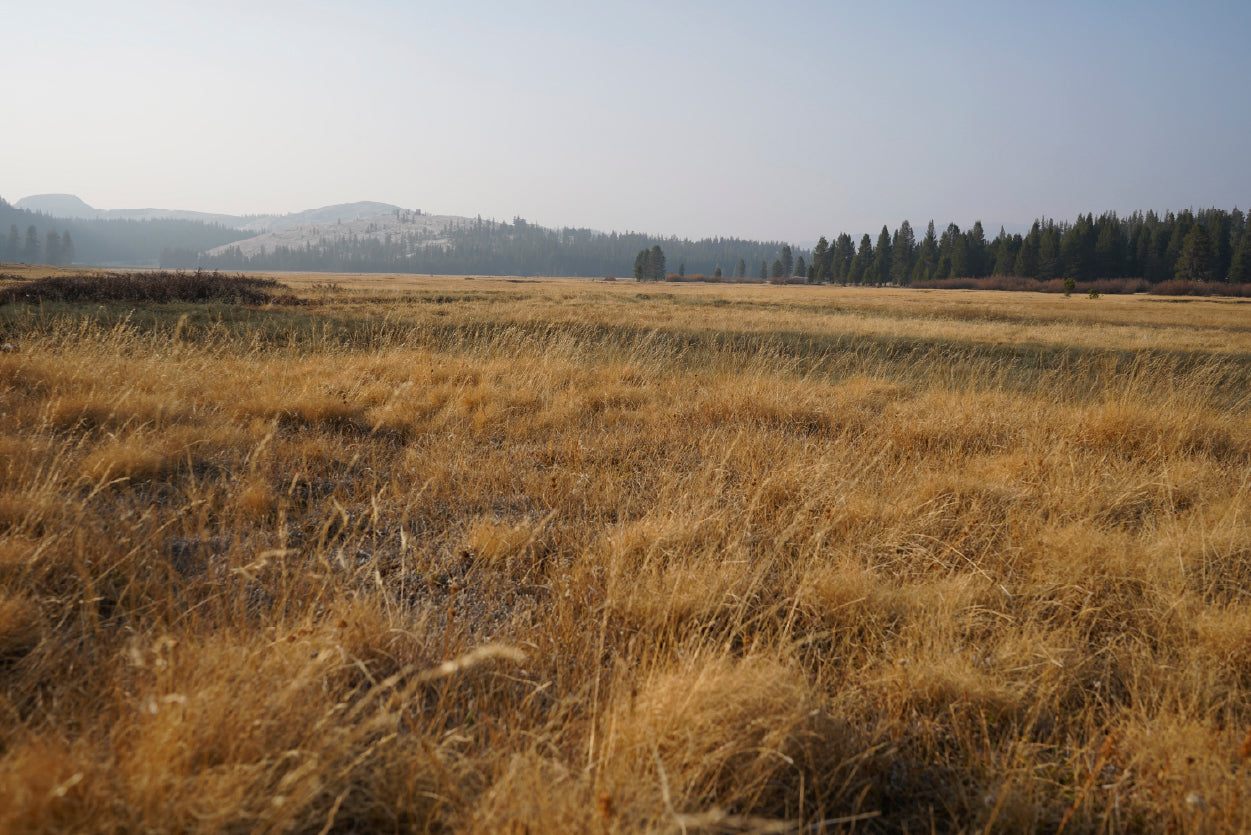 A Field Of Brown Grass with Trees in autumn Home Decor Premium Quality Poster Print Choose Your Sizes - Bella Home Decor