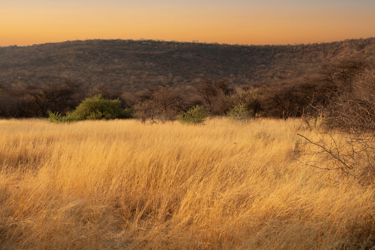 Grassland Glows Golden in the Morning in Namibia Home Decor Premium Quality Poster Print Choose Your Sizes - Bella Home Decor