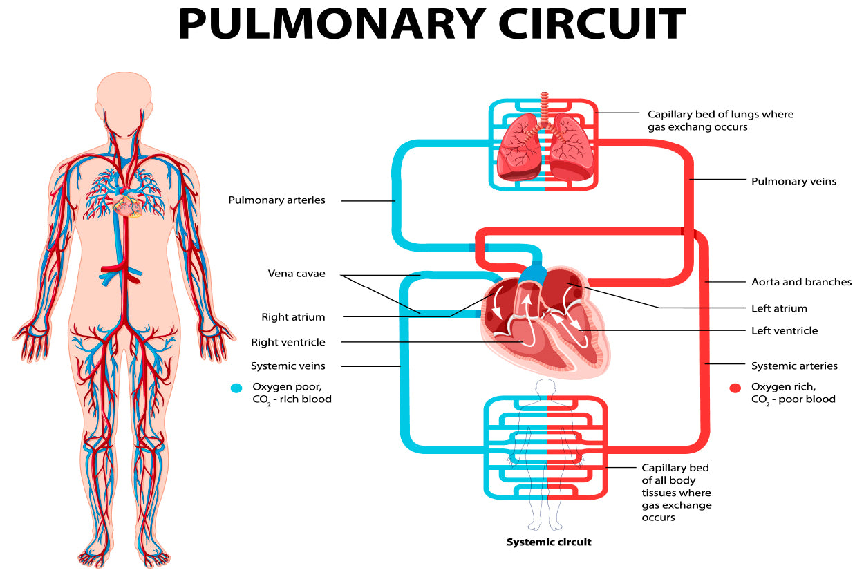 Pulmonary Circuit Diagram Home Decor Premium Quality Poster Print Choose Your Sizes - Bella Home Decor