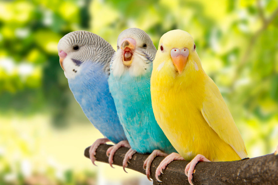 Budgies Are in The Roost on The Green Background Home Decor Premium Quality Poster Print Choose Your Sizes - Bella Home Decor