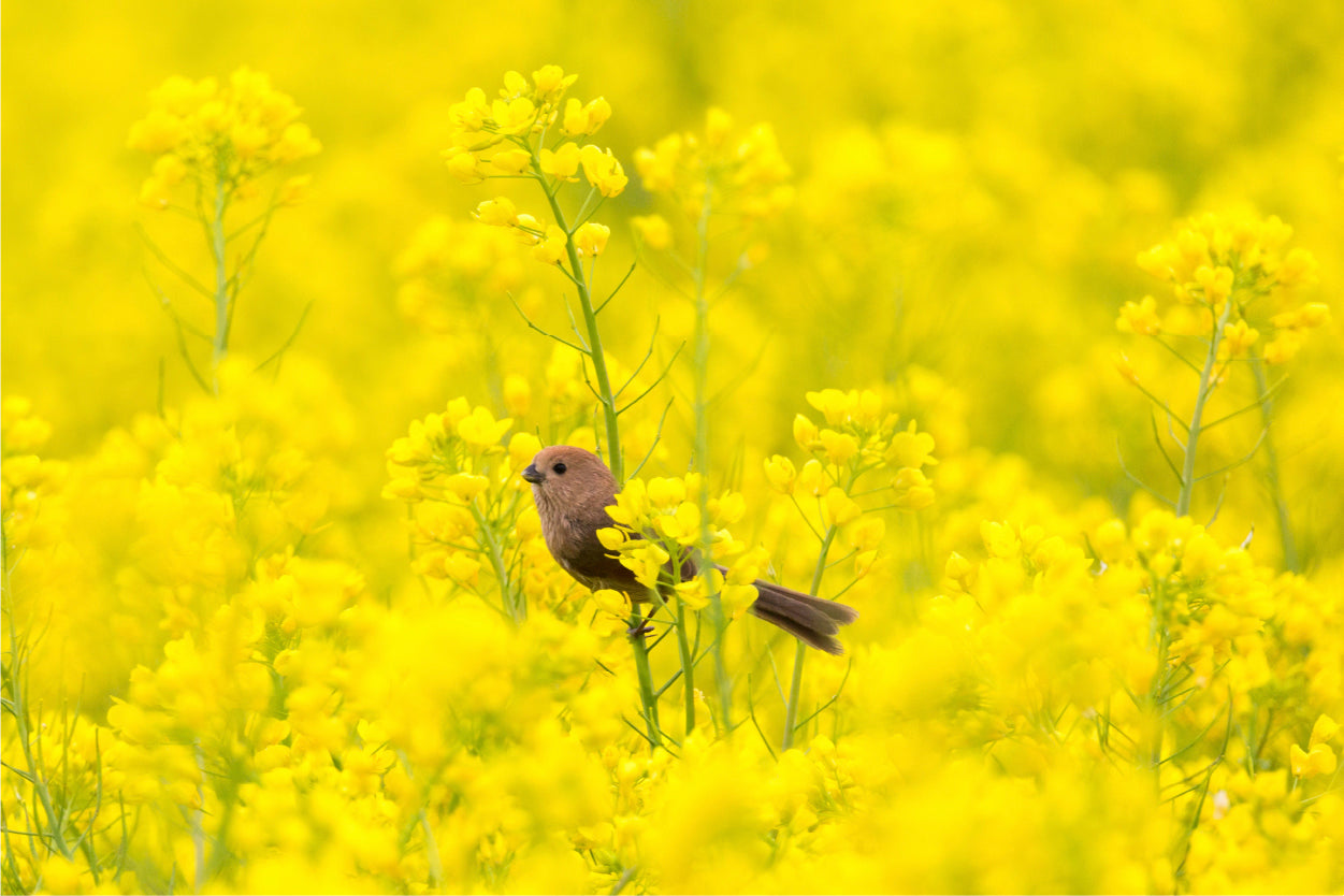Bird in Rapeseed Field Korea Wall Art Decor 100% Australian Made