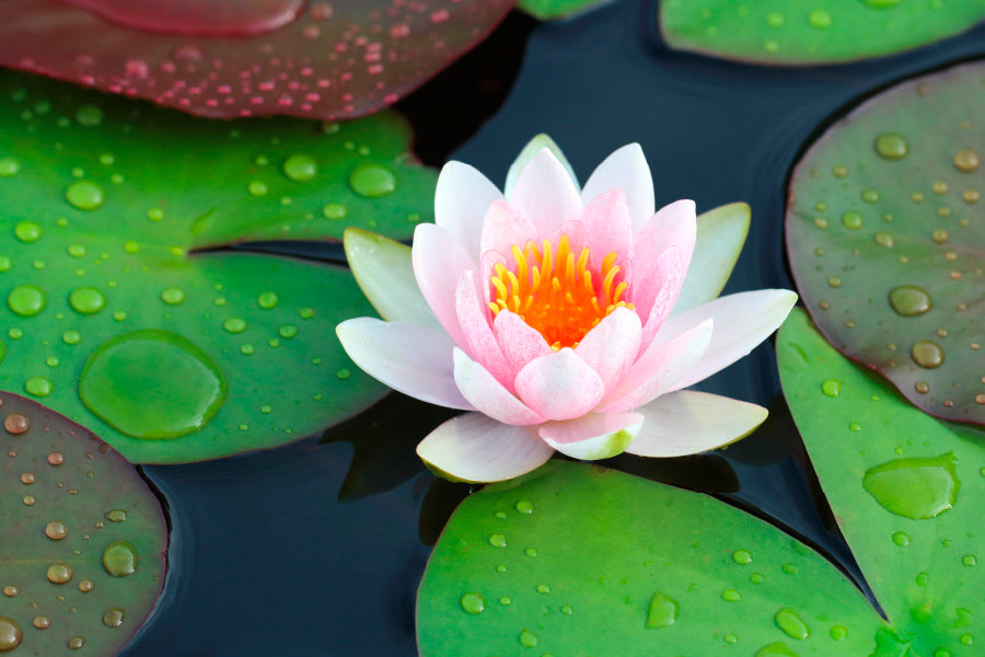 Pink Water Lily in A Pond with Green Leaves Acrylic Glass Print Tempered Glass Wall Art 100% Made in Australia Ready to Hang - Bella Home Decor