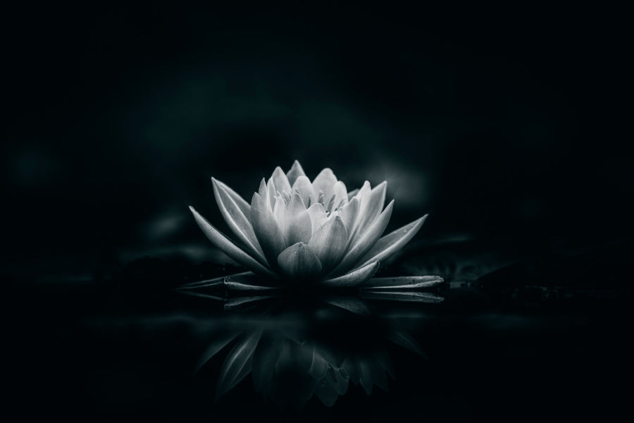 White Flower Is Sitting on A Black Surface Wall Art Decor 100% Australian Made - Bella Home Decor