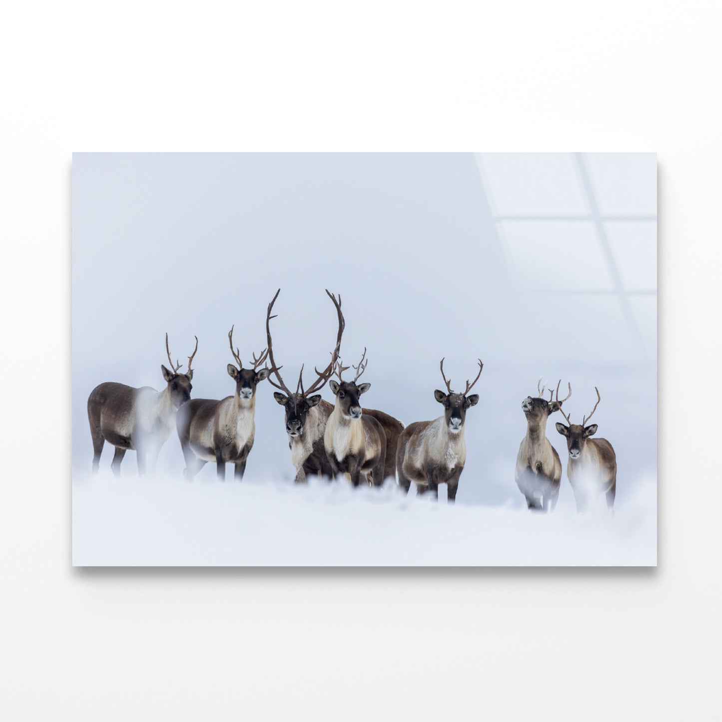 View of Herd of Caribou in the Snow Acrylic Glass Print Tempered Glass Wall Art 100% Made in Australia Ready to Hang