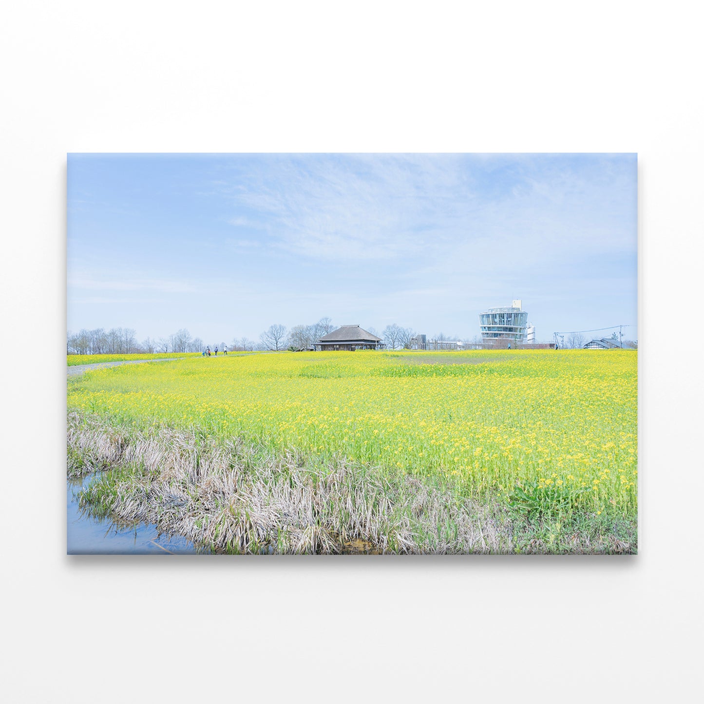 Field Canola Flowers Fukushima Lagoon Wall Art Decor 100% Australian Made - Bella Home Decor