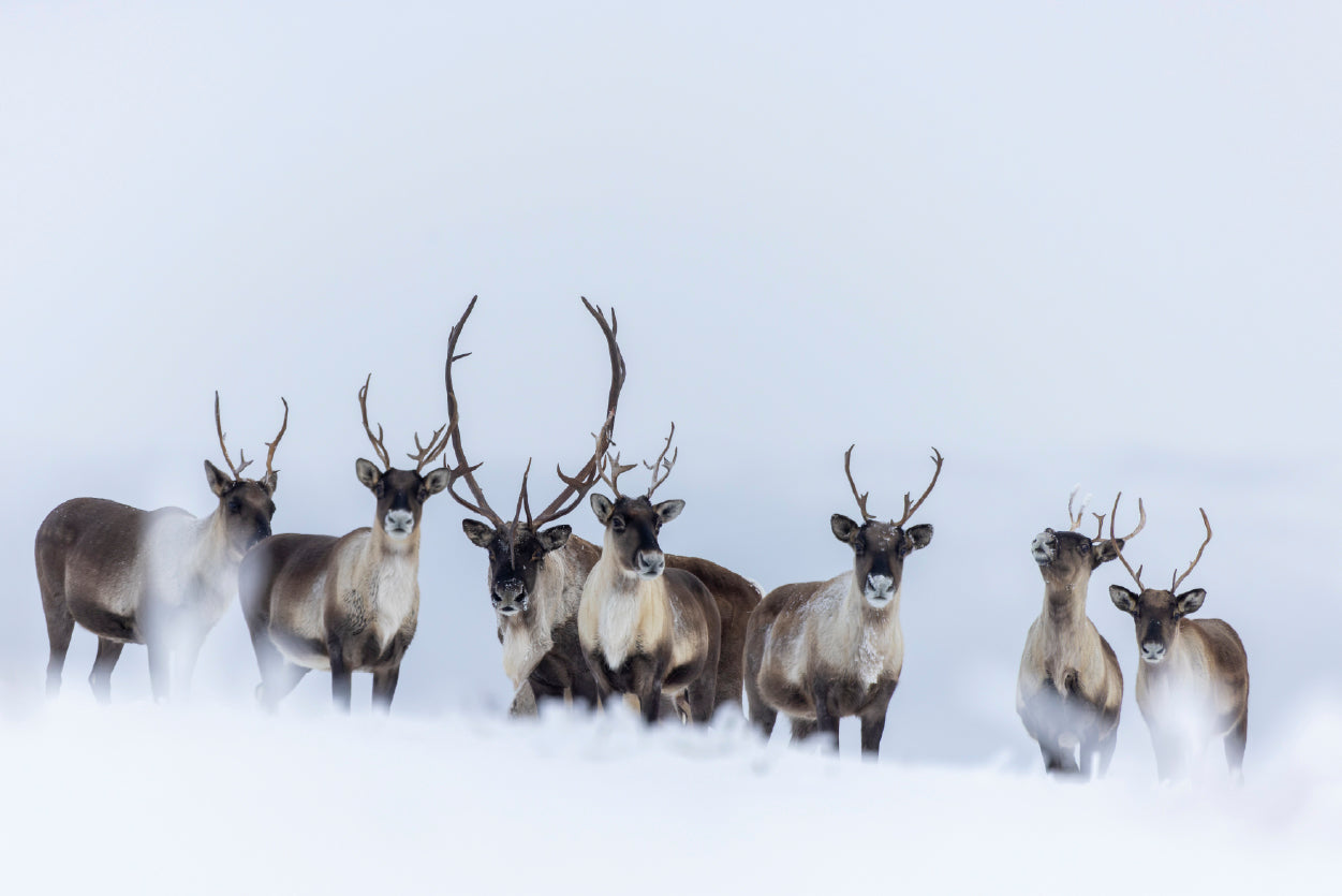 View of Herd of Caribou in the Snow Home Decor Premium Quality Poster Print Choose Your Sizes - Bella Home Decor