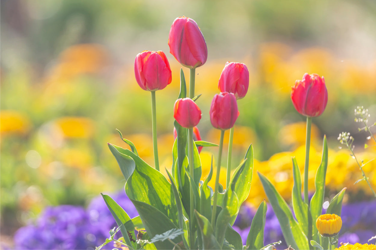 Pink Tulips Spring Garden Wall Art Decor 100% Australian Made