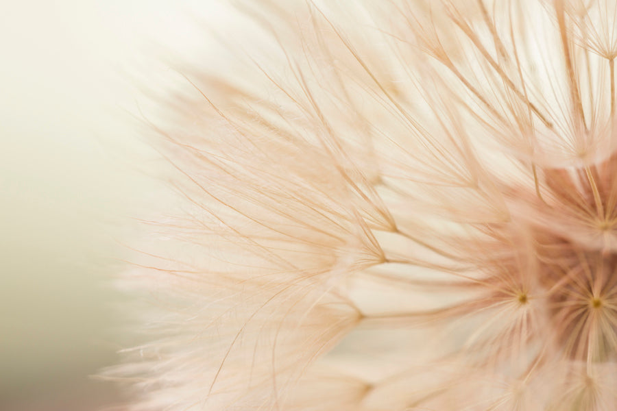 Close Up of a Dandelion with A Blurry Acrylic Glass Print Tempered Glass Wall Art 100% Made in Australia Ready to Hang - Bella Home Decor