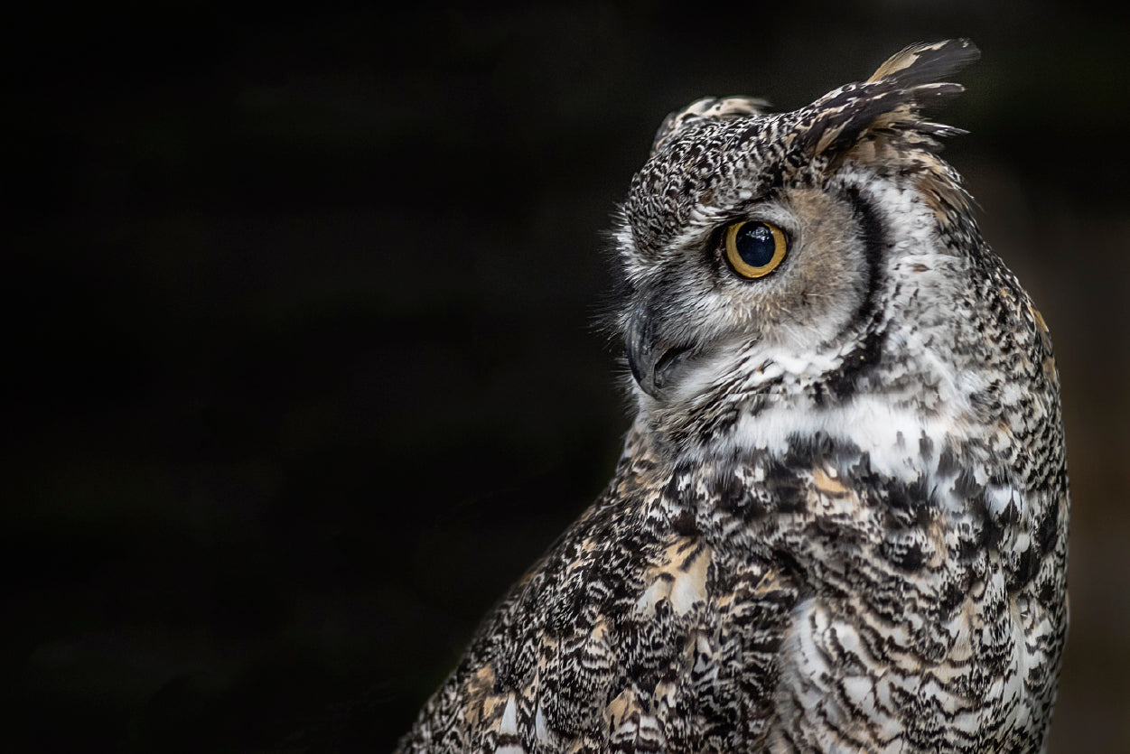 Great Horned Owl Dark Background Print 100% Australian Made - Bella Home Decor