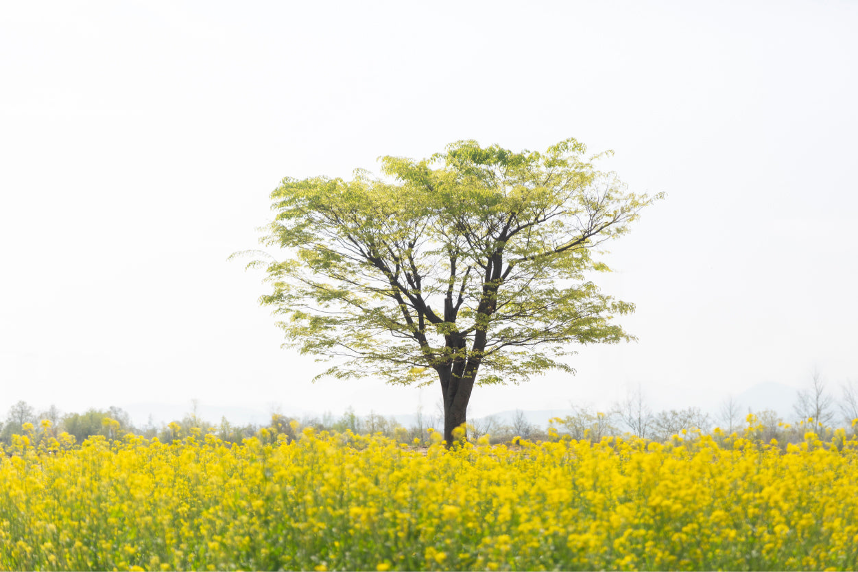 Lone Tree in Field South Korea Wall Art Decor 100% Australian Made